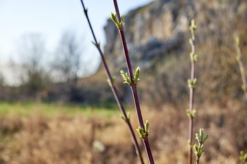 the appearance of leaves on the tree
