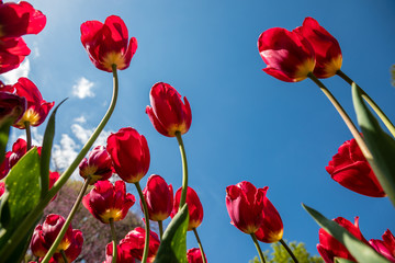 Fototapeta na wymiar Tulipa Red Georgette