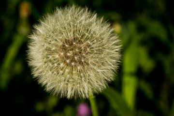 Pusteblume