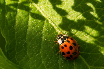 Marienkäfer