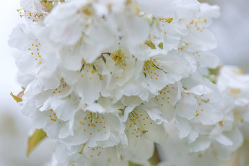 Spring lace/Beautiful cherry blossom with dew close up