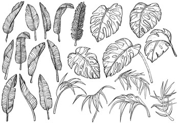 Tropical jungle leaves set © mirifadapt