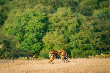 a tiger cub from ranthambore national park, india