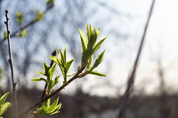 the appearance of leaves on the tree