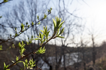 the appearance of leaves on the tree