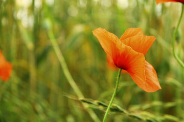 Poppy flower on the field of wheat summertime