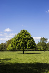 Tree and summer sky