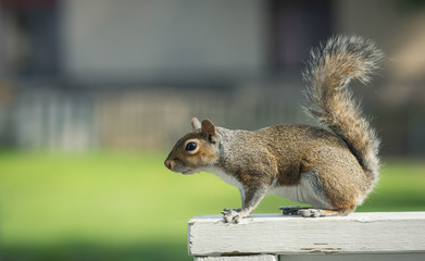 Grety squirrel on backyard railing