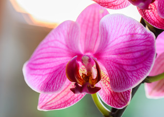orchid highlighted with the light of the sun at sunset - very shallow depth of field - focus on a...