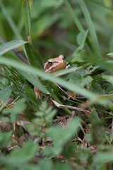 Rana dalmatina (Rana agilis) is a type of frog from groups of Rana genus females.