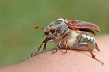 Weiblicher Feldmaikäfer (Melolontha melolontha) auf der Hand
