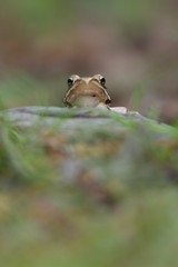 Rana dalmatina (Rana agilis) is a type of frog from groups of Rana genus females.