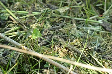Junge Zauneidechse (Lacerta agilis) 