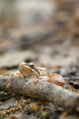 Rana dalmatina (Rana agilis) is a type of frog from groups of Rana genus females.