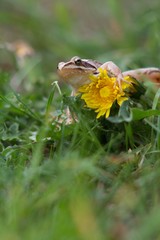 Rana dalmatina (Rana agilis) is a type of frog from groups of Rana genus females.