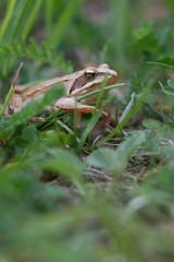 Rana dalmatina (Rana agilis) is a type of frog from groups of Rana genus females.