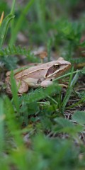Rana dalmatina (Rana agilis) is a type of frog from groups of Rana genus females.