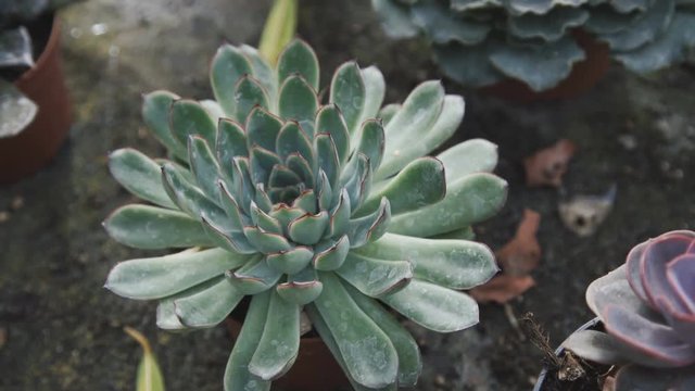 View of beautiful orpines in greenhouse. 4K