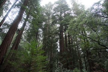 Muir Woods Forest