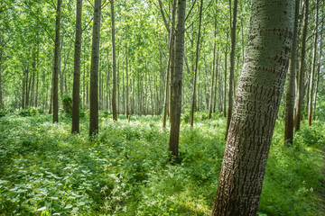 Young poplar forest sunny sun 