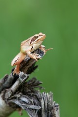 Rana dalmatina (Rana agilis) is a type of frog from groups of Rana genus females.