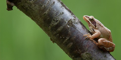 Rana dalmatina (Rana agilis) is a type of frog from groups of Rana genus females.