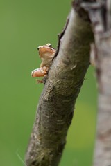 Rana dalmatina (Rana agilis) is a type of frog from groups of Rana genus females.