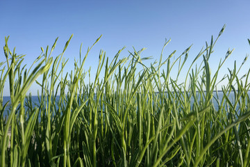 Green leaves of not flowering young lavender buds on the wind and blue sky background