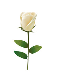 Obraz premium White rose. vector illustration