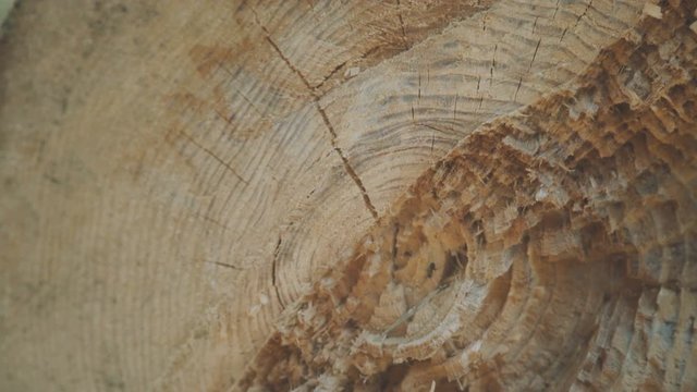 Close up view of cut tree stem with rawling ants. 4K