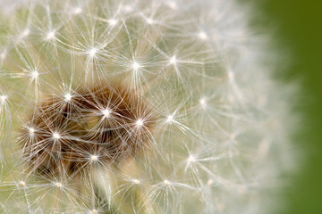Macro - dandelion in the meadow