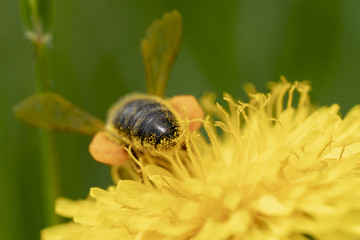 Biene sammelt Nektar an Löwenzahnblüten