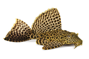 Leopard Sailfin Pleco Aquarium fish Pterygoplichthys gibbiceps  - obrazy, fototapety, plakaty