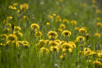 Bergwiese mit blühendem Löwenzahn