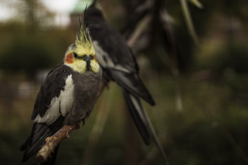 Nymphensittich auf der Stange