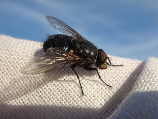 Fly