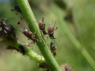 Aphids