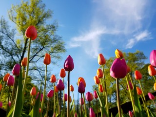 Naklejka premium tulips