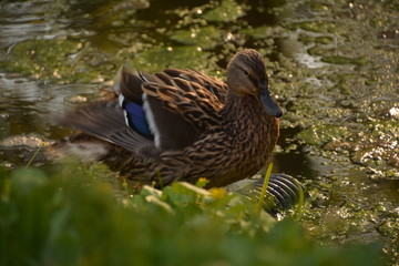 pond duck goose bird nature flora fauna lake swamp tree Bush grass greenery leaves crimson cocoon feeder water Lily pine cone spruce air sky green