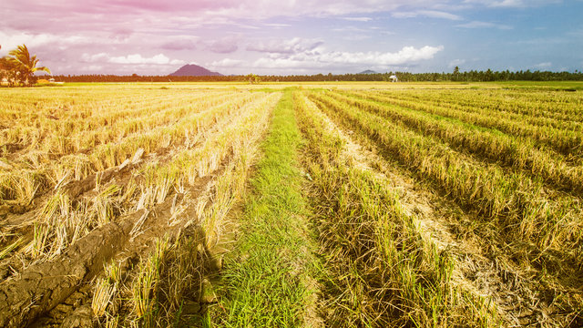 Rice Field Landscape After Harvesting, After Harvest, Harvest
