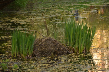 pond duck goose bird nature flora fauna lake swamp tree Bush grass greenery leaves crimson cocoon feeder water Lily pine cone spruce air sky green