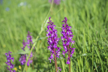 Wild purple orchidacea blooming on a meadow on sunny day