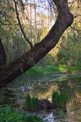 pond duck goose bird nature flora fauna lake swamp tree Bush grass greenery leaves crimson cocoon feeder water Lily pine cone spruce air sky green