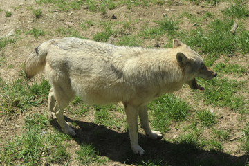 loup Canis lupus dans la région du gévaudan en france