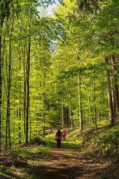 Menschen wandern im Wald 