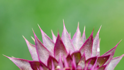 Fototapeta premium Needles. Herbaceous Plants 