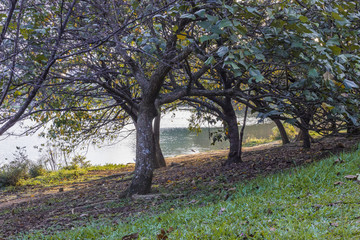 Arvores no Ibirapuera