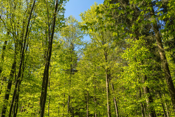 Beautiful green forest 