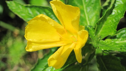 Yellow Flower Opening to Sun