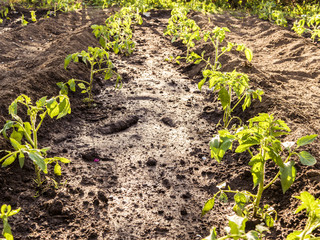 young growing seedlings of tomatoes in the garden